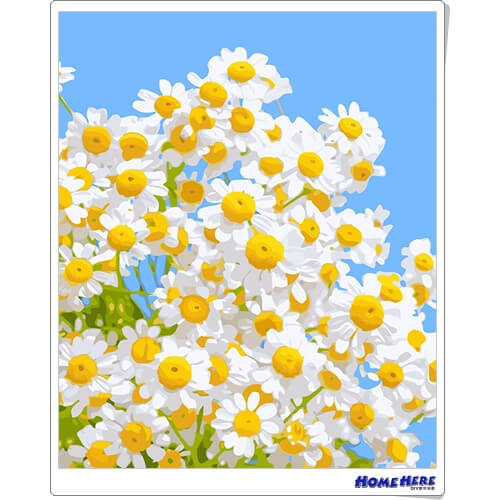 數字油畫 藍天雛菊